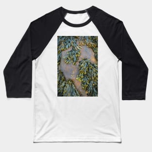 Seaweed on a Rock Baseball T-Shirt